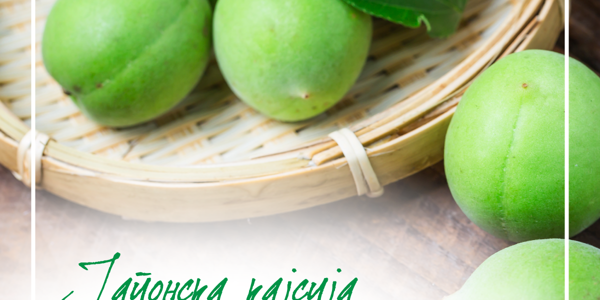 Prunus mume Јапонска кајсија Prunus mume Јапонска кајсија