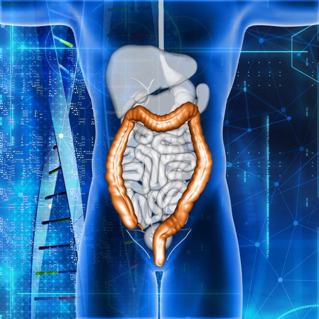 3D male medical figure with colon highlighted