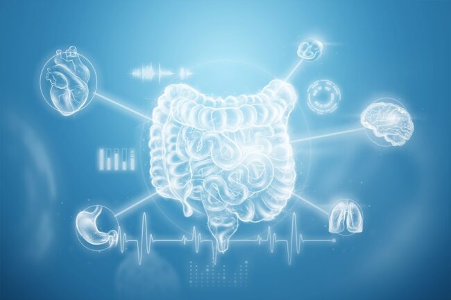 Bowel holographic projection scan with vital signs and medical data. Concept of new technologies, bowel disorder, body scan, digital x-ray, abdominal organs. 3D illustration, 3D render. Постбиотици